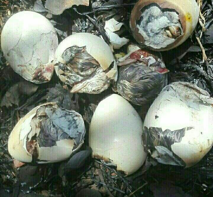 آتش سوزی در منطقه پاسارگاد