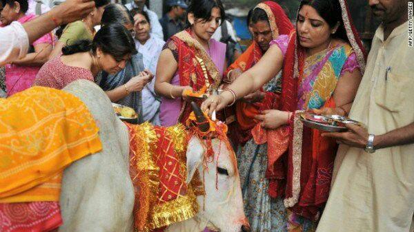 تقدیس گاو در هند 