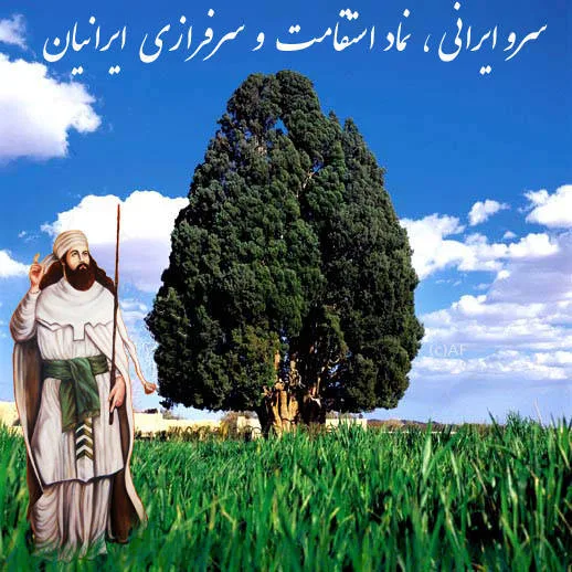 سرو ایرانی به عنوان نماد استقامت و سرفرازی ایرانیان